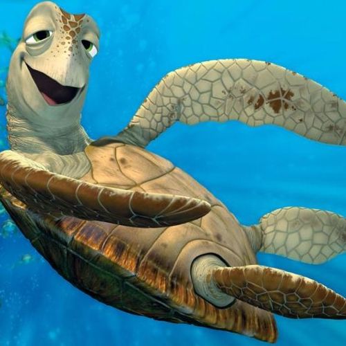 Master Turtle Profile Photo
