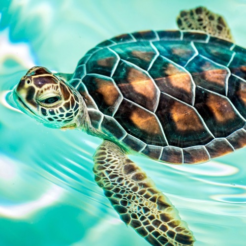 Master Turtle Profile Photo