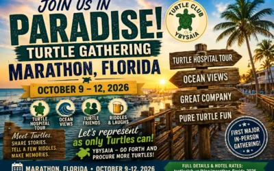 Turtles Are Heading to the Florida Keys — Join Us in Marathon!