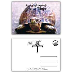 Turtle post card